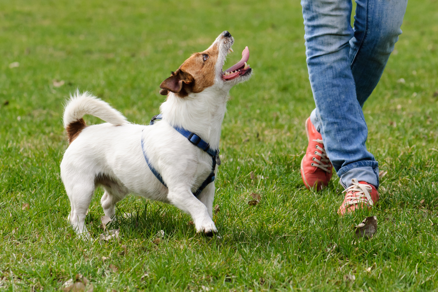 Obedient dog walking with person displaying no puppy issues