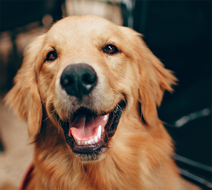 Happy Golden Retriever displaying no behavior problems