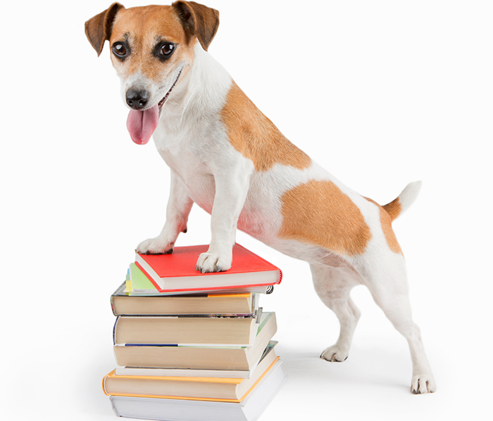 Dog with Books