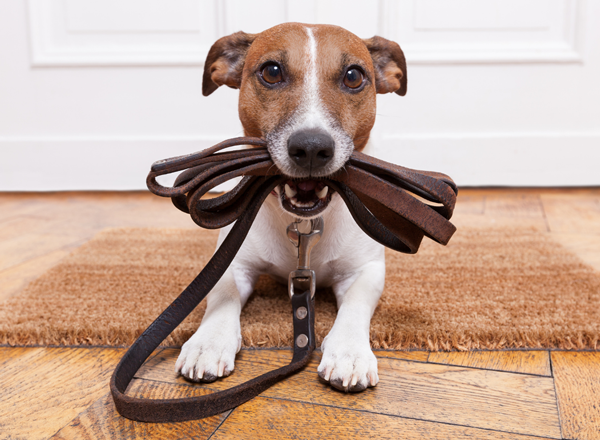 Puppy with leash in mouth