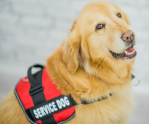 Service Dog Training