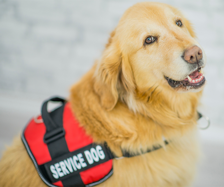 Service work is a great goal for adult dog training