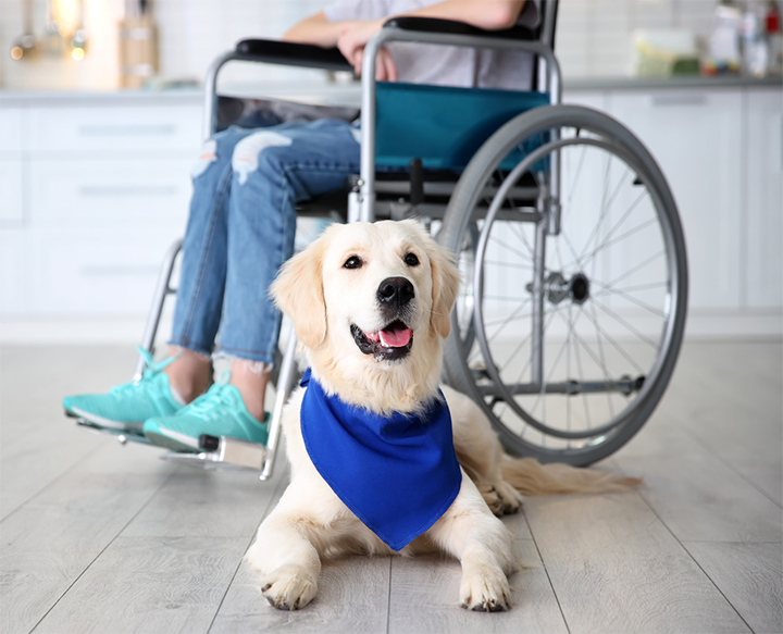 Service Dog with Wheelchair