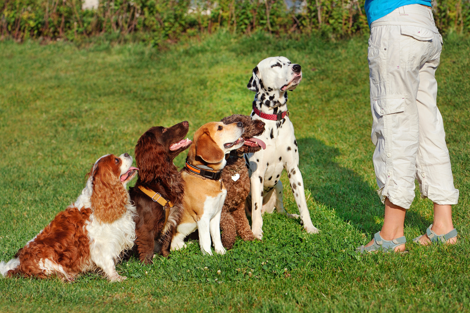 group dog training class