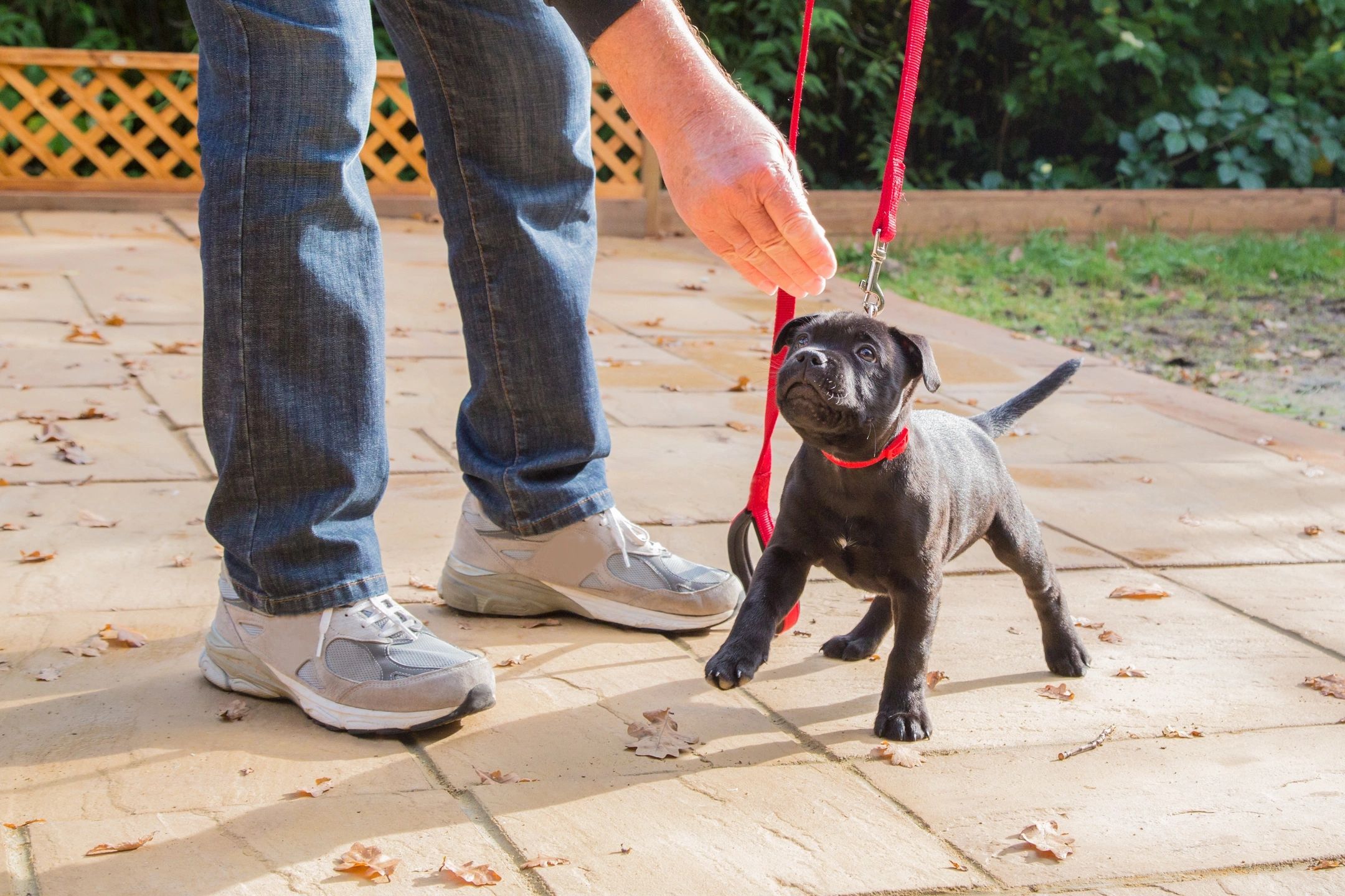 Training polite manners to young puppies