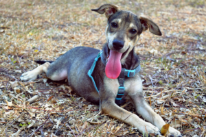 Polite older rescue dog
