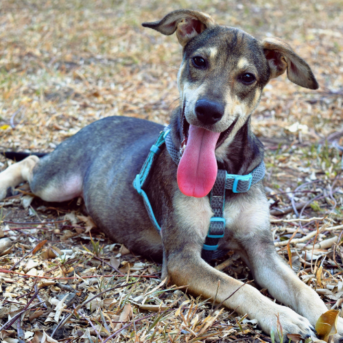 Website photos Dog lying with mouth open
