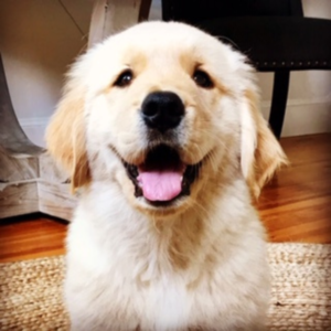 Smiling retriever puppy