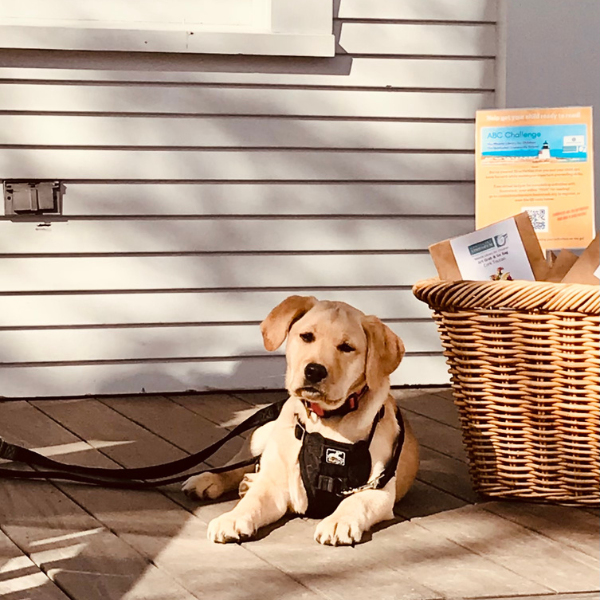 group dog training class