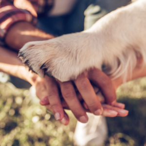 dog paw and human hands patty cake