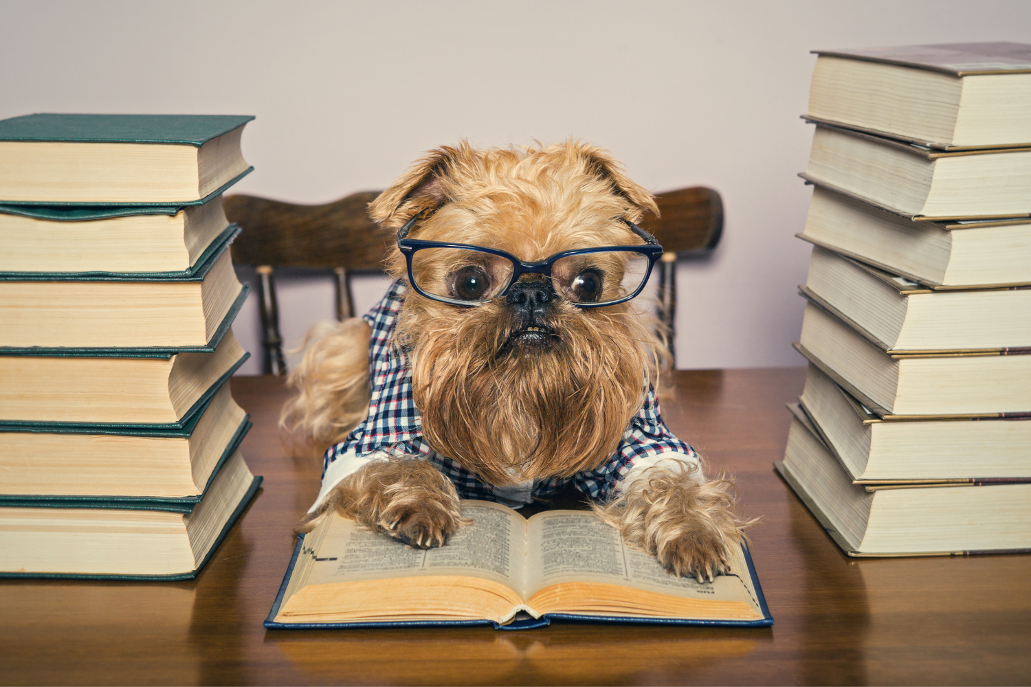 Dog reading books