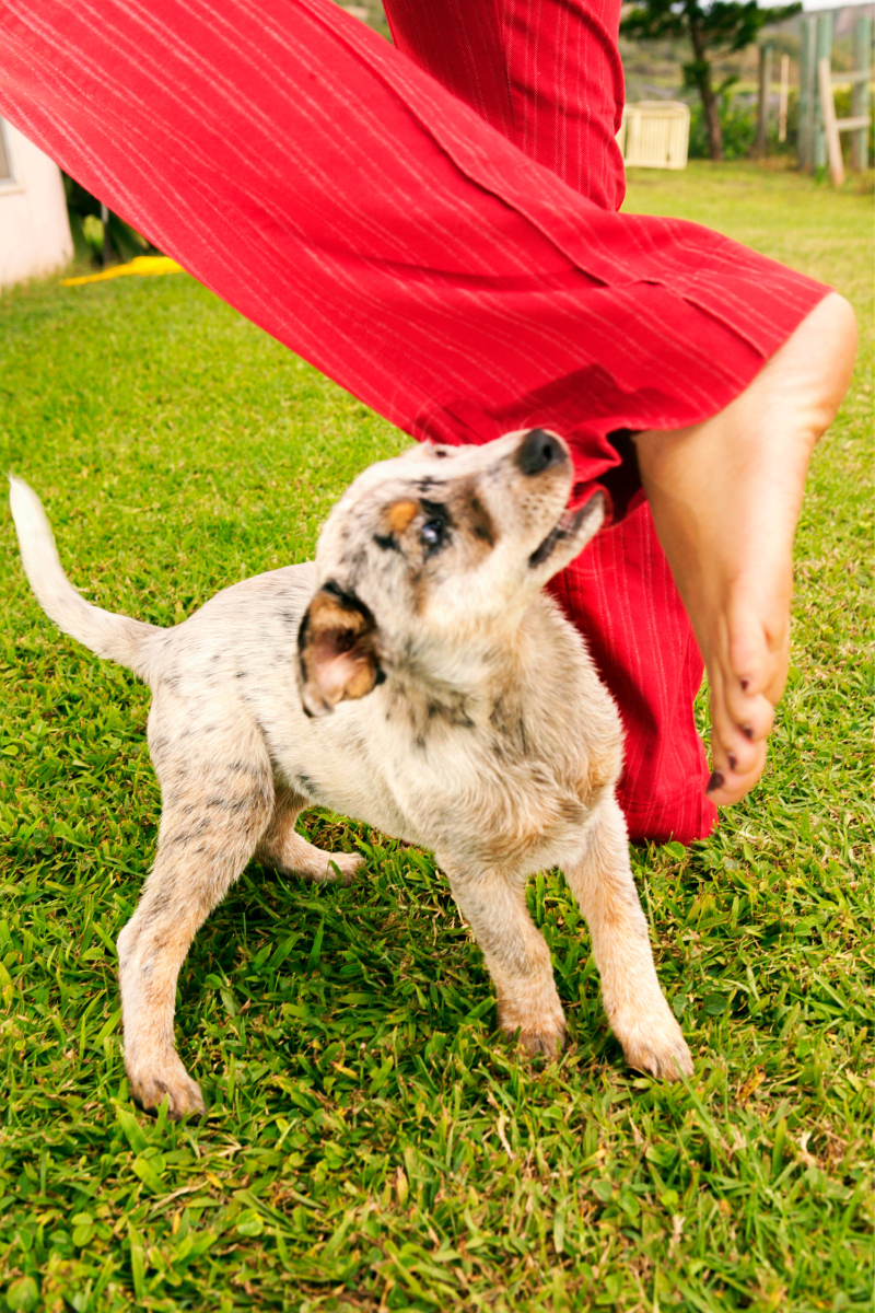 Puppy biting flappy trouser