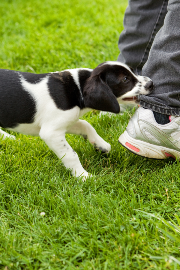 Puppy nipping ankle