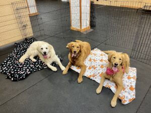 3 happy retrievers lying on the floor