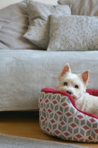 White dog in basket next to couch