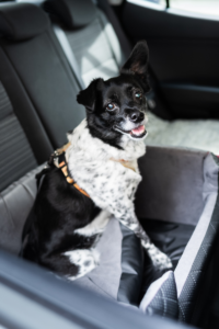 Dog contained in car