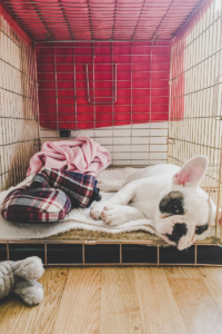 Young puppy asleep in crate