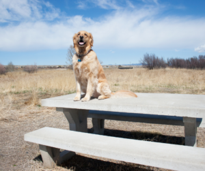 Dog on lunch bench