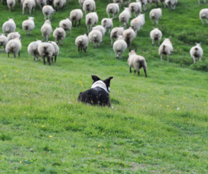 Border collie watching sheep