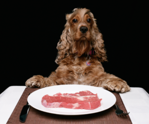 dog awaiting a steak at dinner table