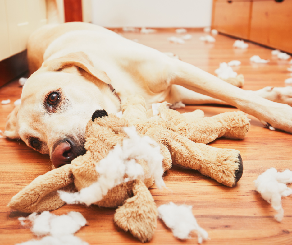 Teenage dog with destroyed toy in mouth