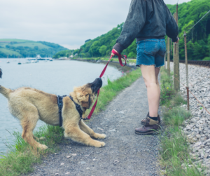 Dog tugging leash