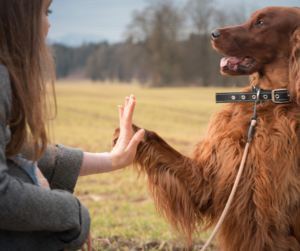 dog giving human a paw