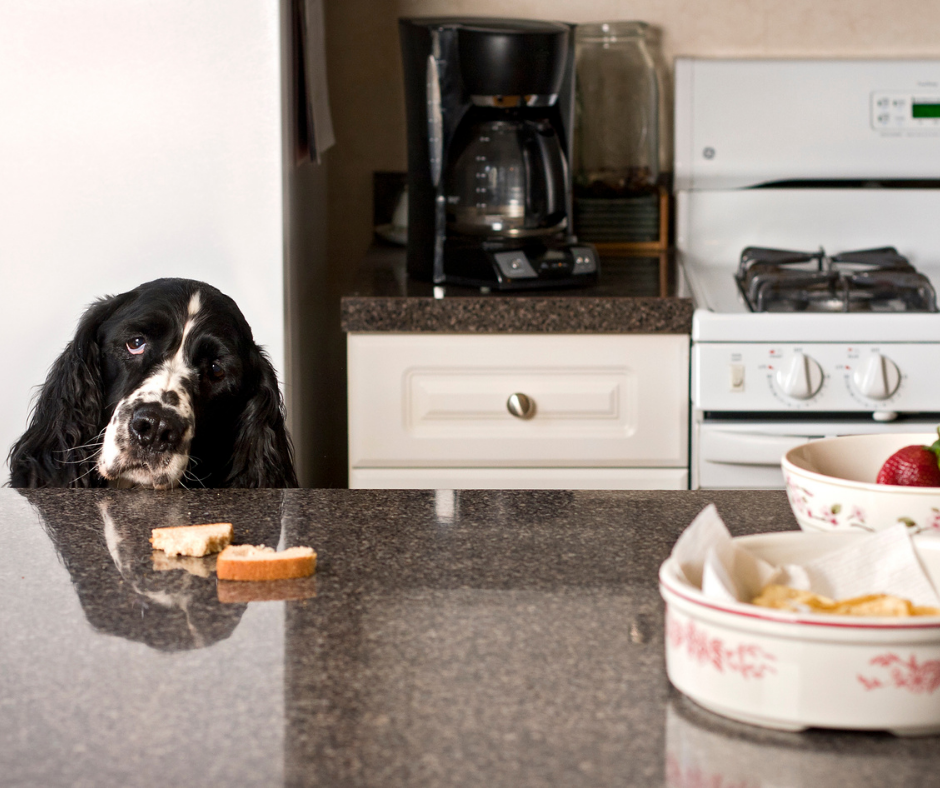 Dog stealing food from counter