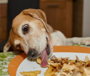 Dog stealing food from plate