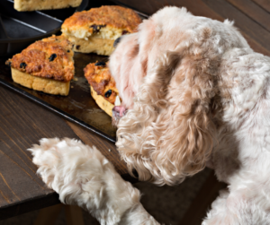 Dog stealing cake from cooling tray