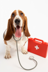 Basset hound with medical kit