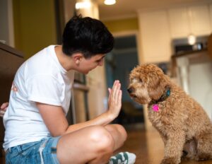 Person training dog