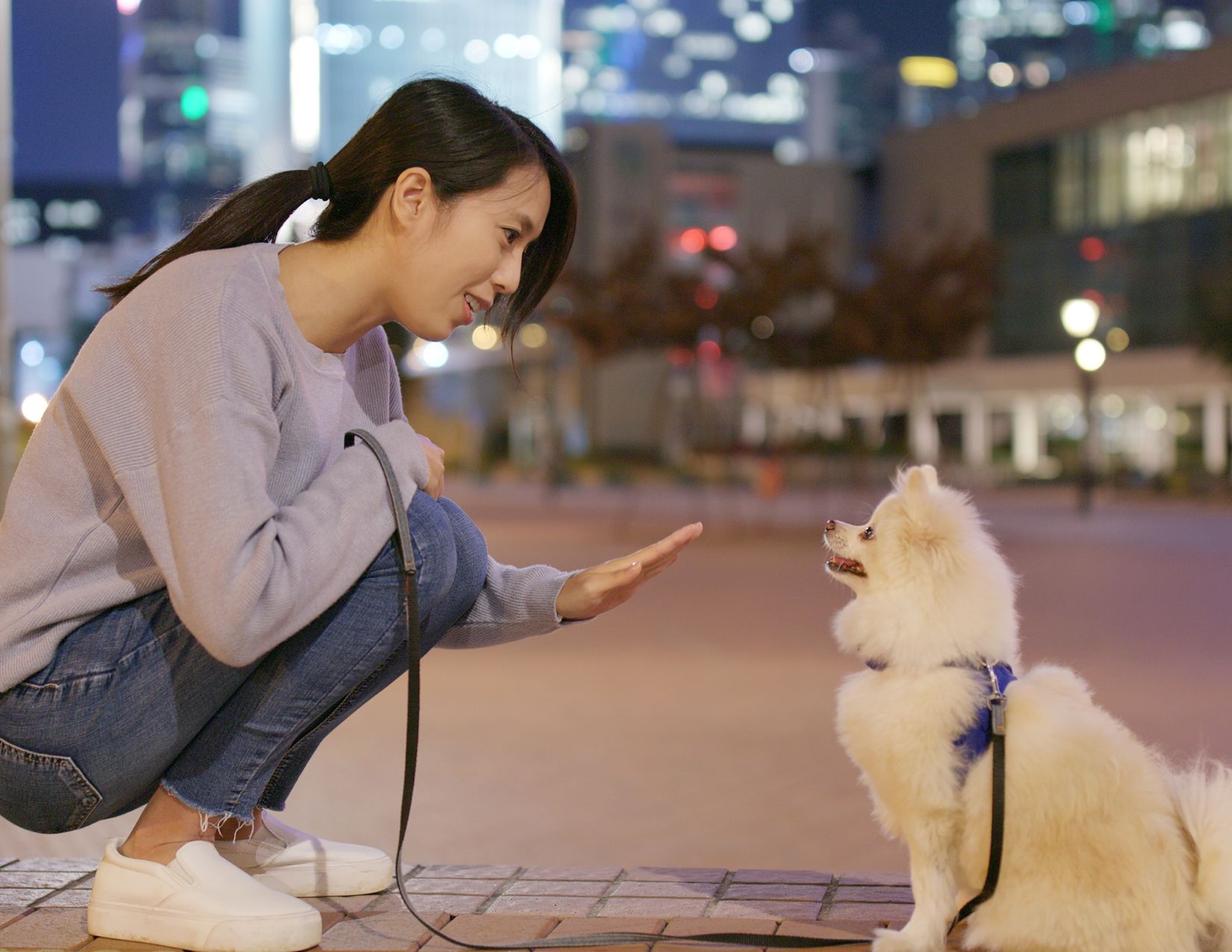 group dog training class