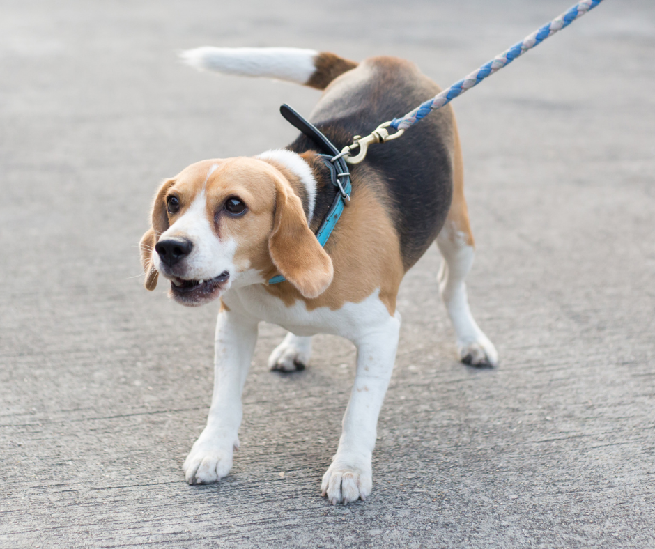 Dog reacting on leash