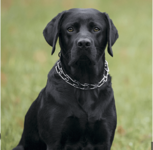 Black dog wearing prong collar