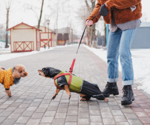 Leashed Dog lunging at another dog