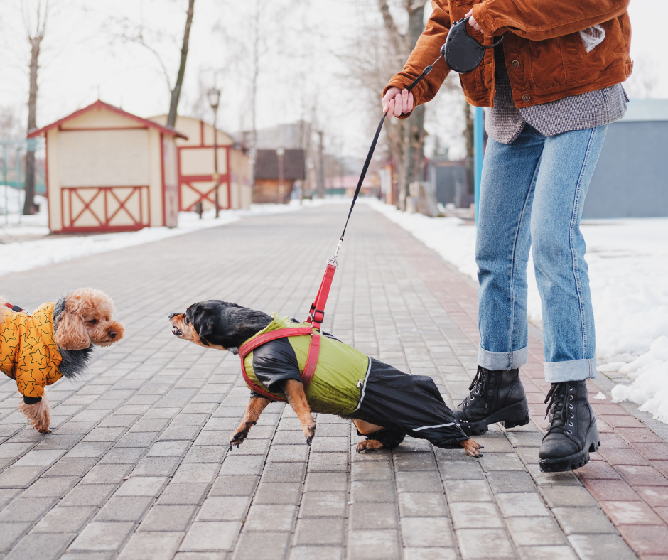 group dog training class