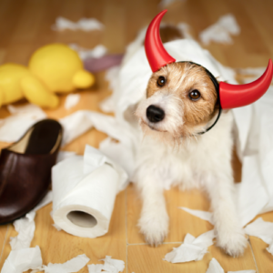 terrier lying amidst torn up toilet paper