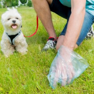 Person picking up dog poop