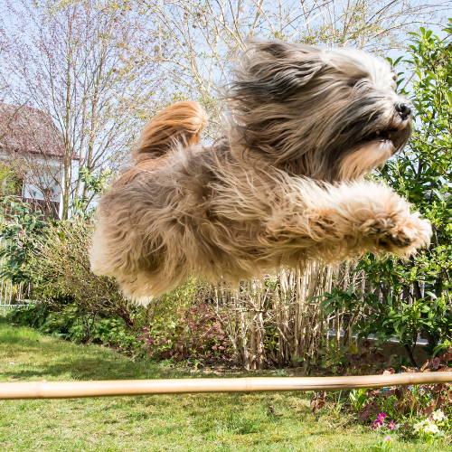 group dog training class