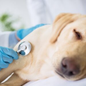 Vet listening to dog's heart with stethoscope 