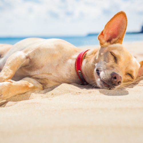 Dog relaxed on beach