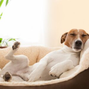 Terrier asleep in bed