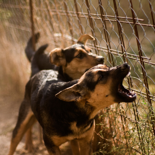 German Shepherds barking at fences