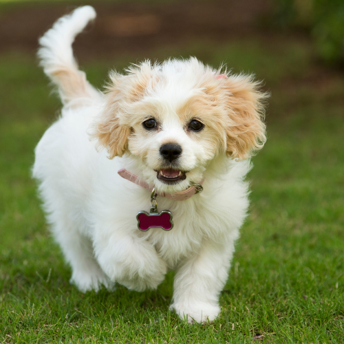 Smiling puppy