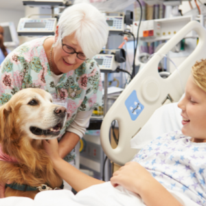 Golden retriever visiting kid in hospital