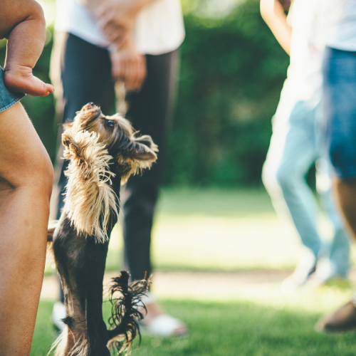 Small dog jumping on owner