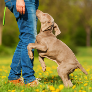 Small dog jumping on owner