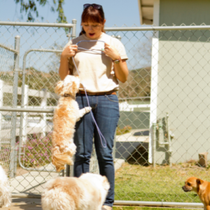 Small dog jumping on lady