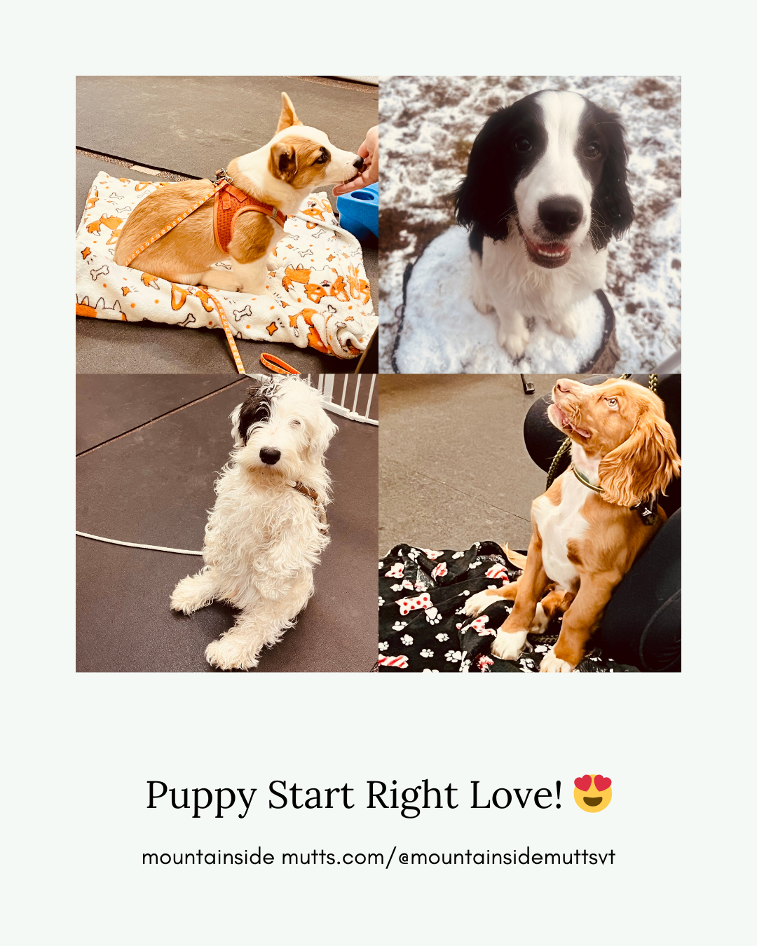 Collage of 4 cute puppies